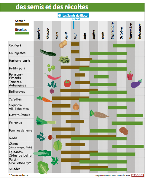 Quand réaliser vos semis pour un beau potager ? - Blog Limoges habitat