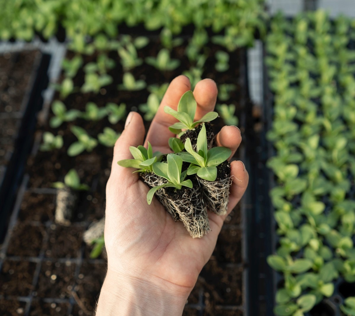 Quand réaliser vos semis pour un beau potager ? - Blog Limoges habitat
