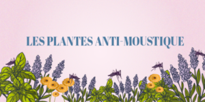 illustration plante anti-moustiques