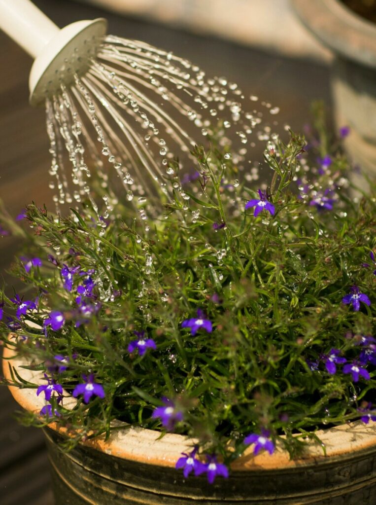 photo arrosage d'une plante