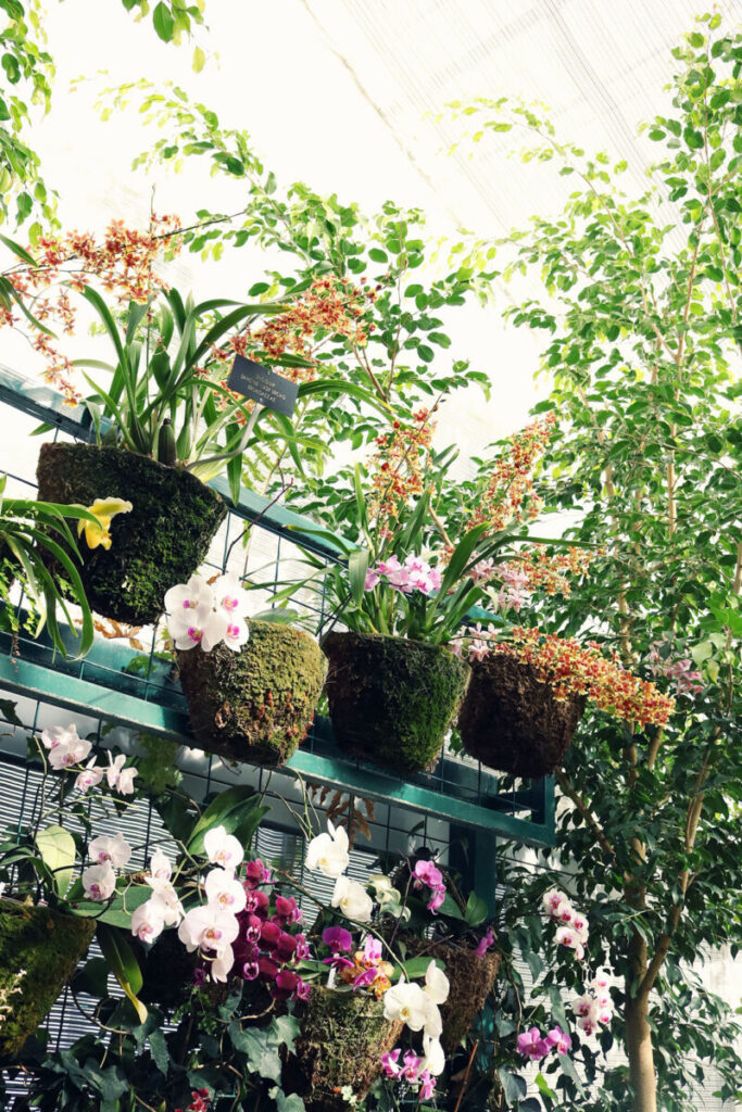 plante balcon