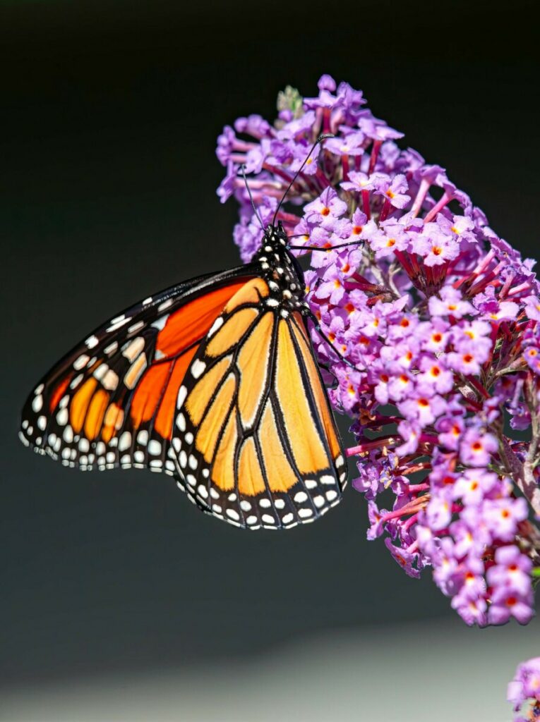 photo buddleia