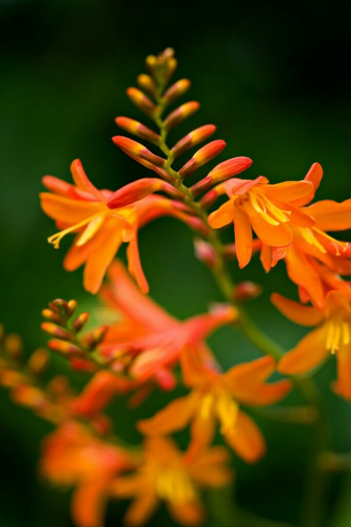 photo crocosmia