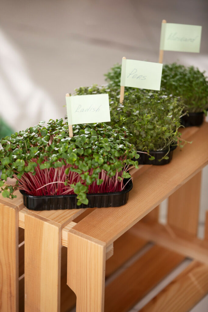 photo herbes aromatiques