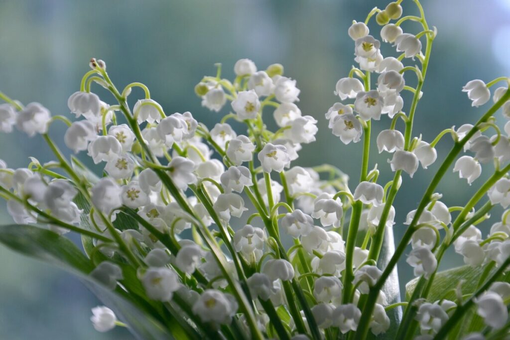 photo muguet