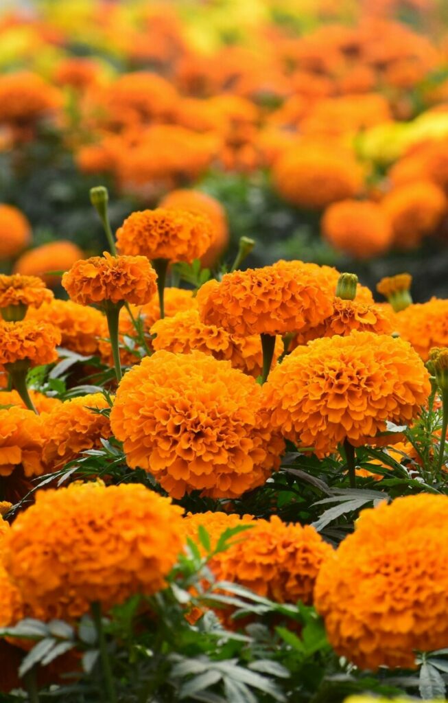 photo tagetes
