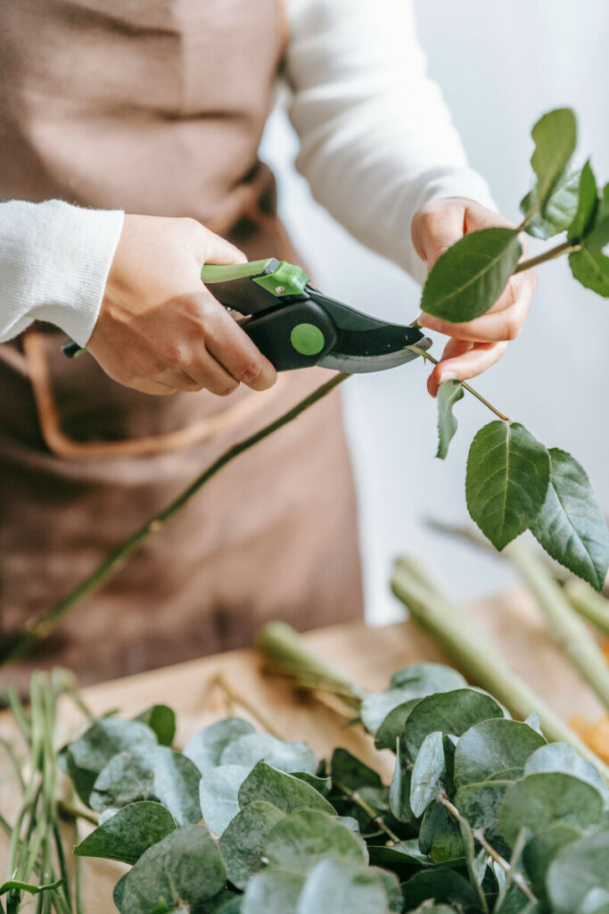 photo taillage d'une plante