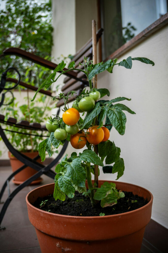 photo tomates